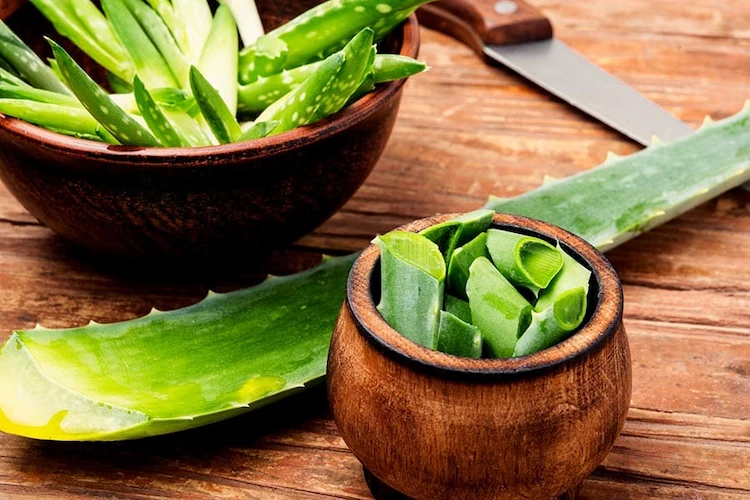 Aloe vera gel is often used for skin conditions such as burns and psoriasis