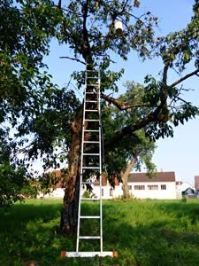 Ladder on a fruit tree