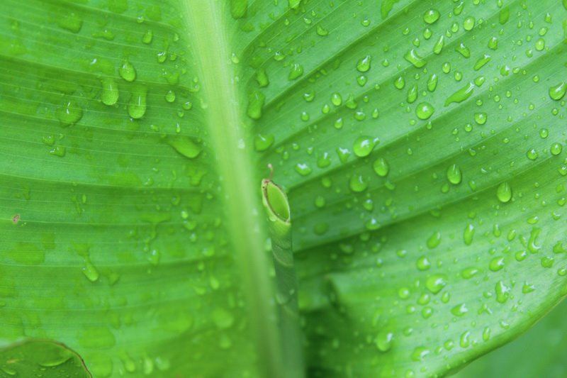The attractive leaves of Canna