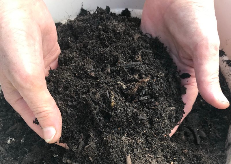 hands in garden soil
