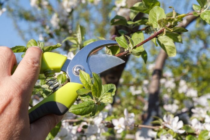 tree pruning bairnsdale