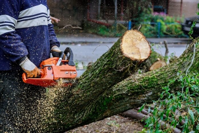 tree cutting service melbourne
