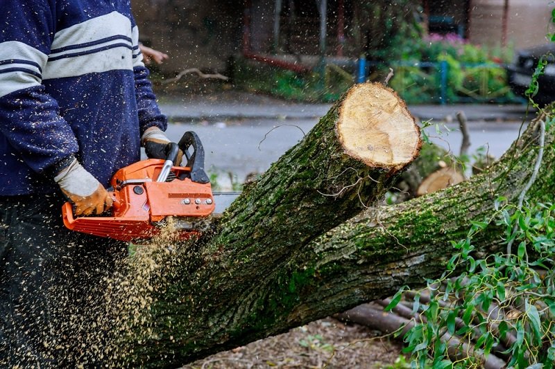 tree cutting service melbourne