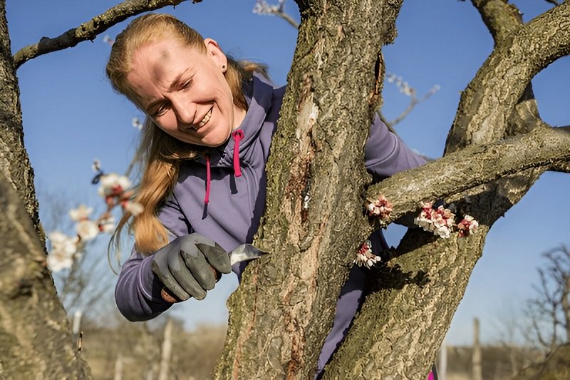 tree cutting service melbourne